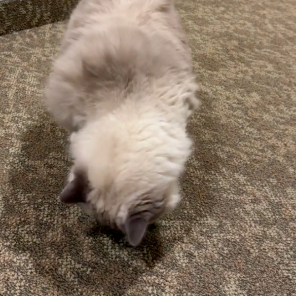 13.000+ katter älskar BirdChase