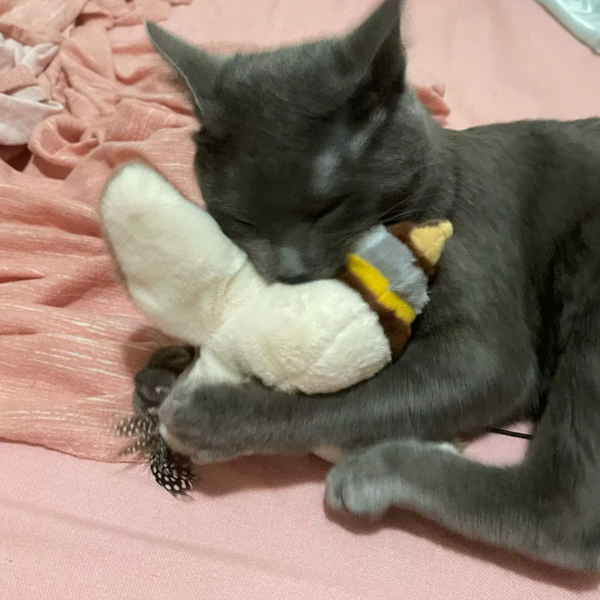 13.000+ katter älskar BirdChase