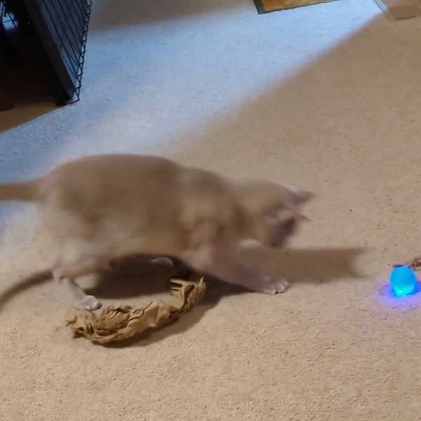 13.000+ katter älskar Kattkulan