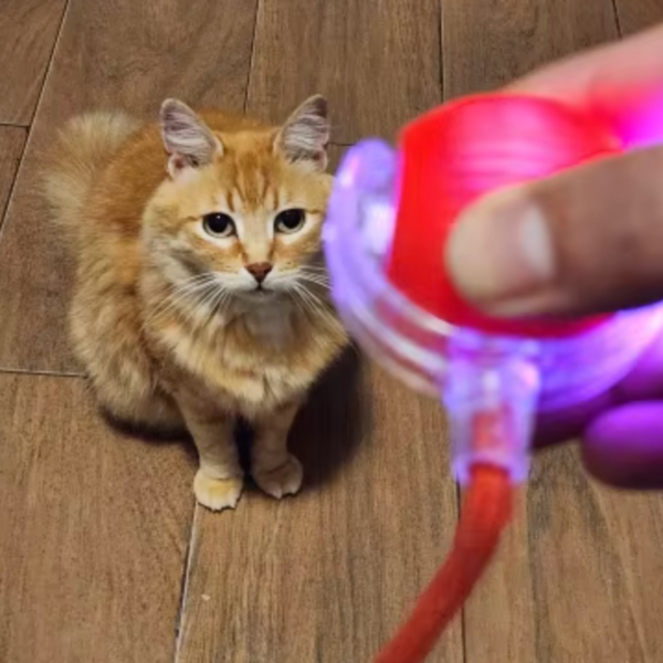 13.000+ katter älskar Kattkulan