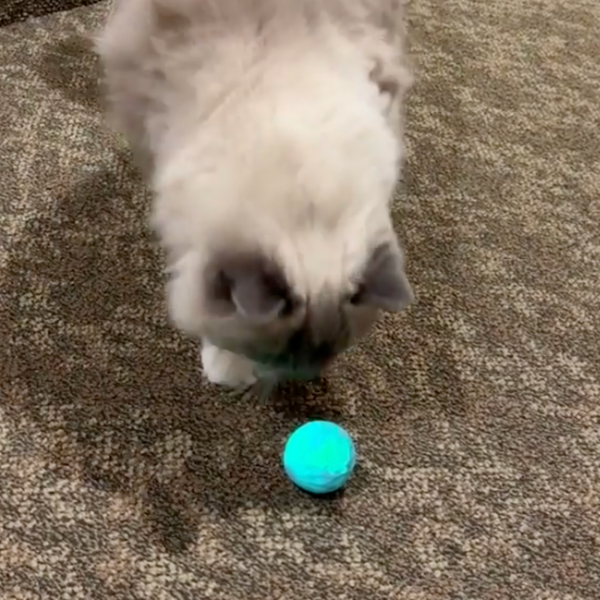 13.000+ katter älskar Kattkulan