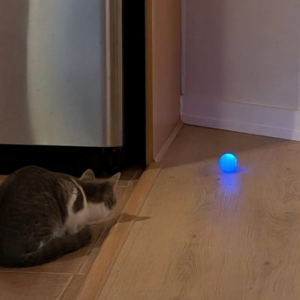 13.000+ katter älskar Kattkulan