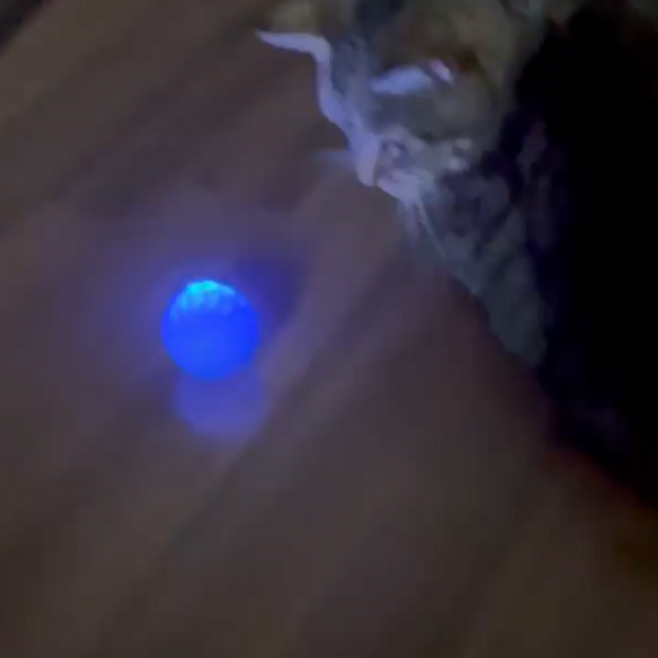 13.000+ katter älskar Kattkulan