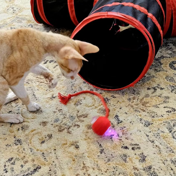 13.000+ katter älskar Kattkulan