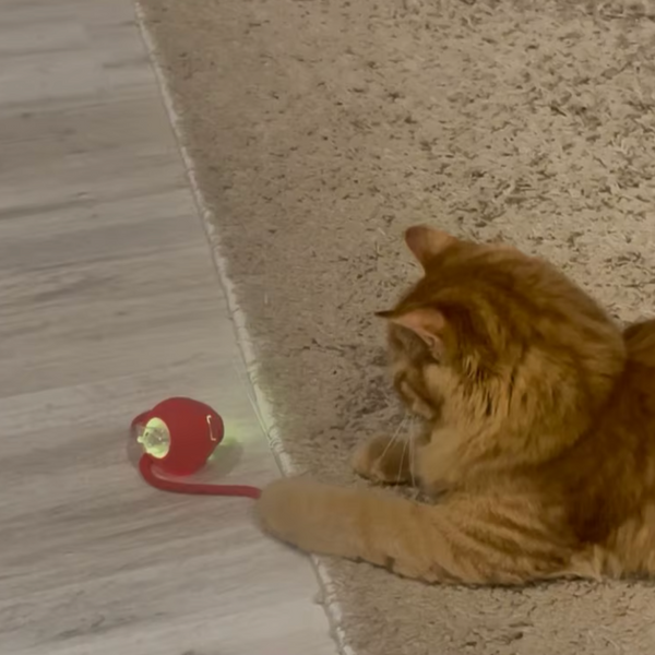 13.000+ katter älskar Kattkulan