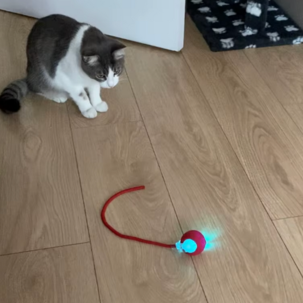 13.000+ katter älskar Kattkulan