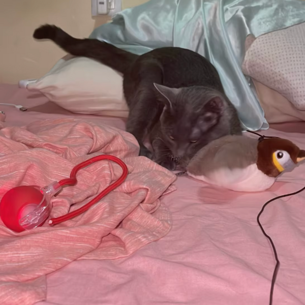 13.000+ katter älskar BirdChase